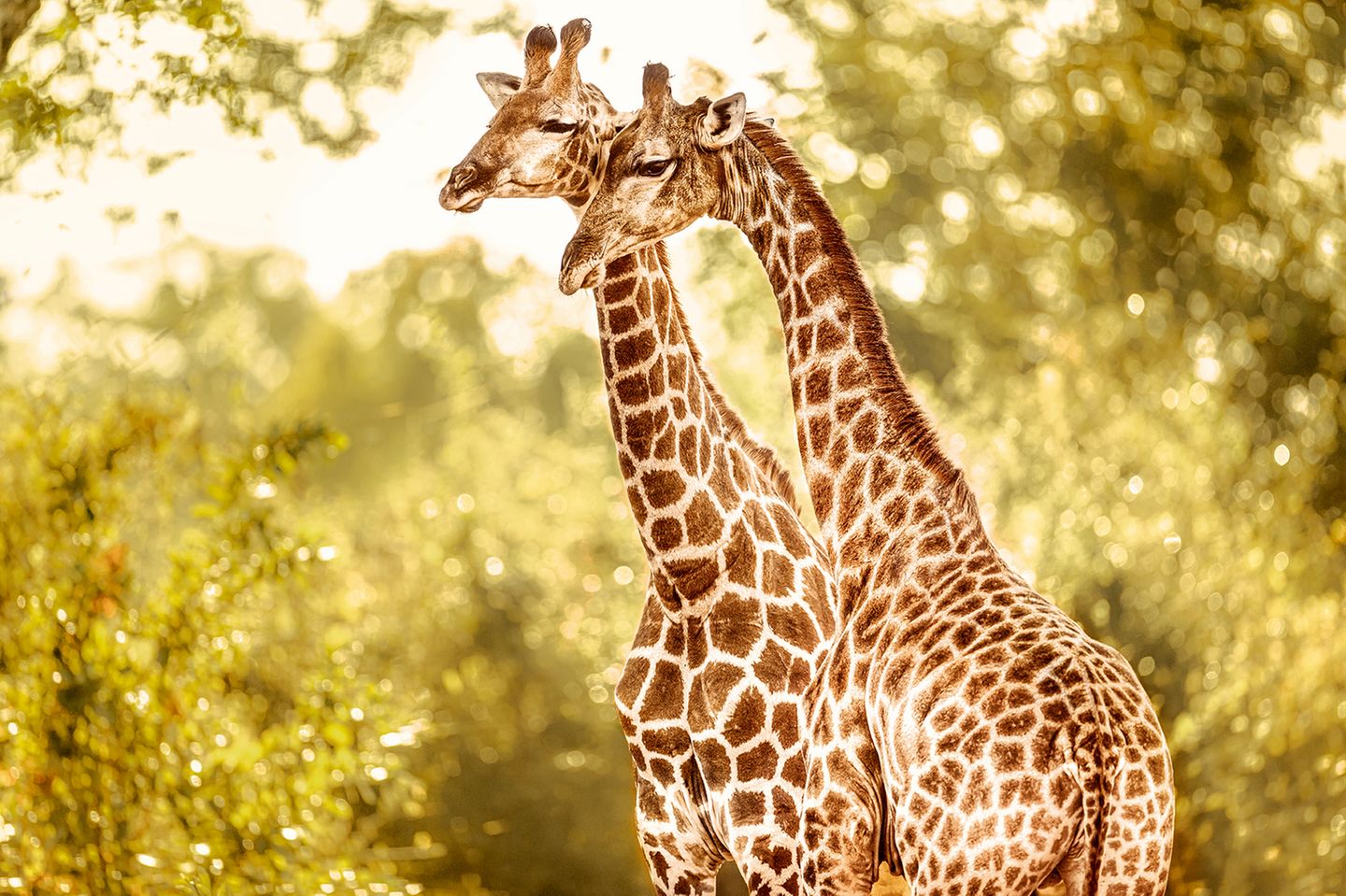Zwei Giraffen im Majete-Reservat, Malawi Die beiden Giraffen im Majete-Reservat in Malawi stehen für eine Erfolgsgeschichte im Naturschutz: Noch vor zwei Jahrzehnten waren dort infolge von Wilderei und Missmanagement die allermeisten Großtierarten verschwunden. Doch seit die Bewachung verbessert wurde, konnten viele Arten neu angesiedelt werden. Nun blüht dort wieder das Leben