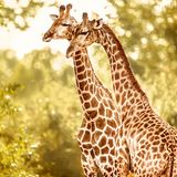 Die beiden Giraffen im Majete-Reservat in Malawi stehen für eine Erfolgsgeschichte im Naturschutz: Noch vor zwei Jahrzehnten waren dort infolge von Wilderei und Missmanagement die allermeisten Großtierarten verschwunden. Doch seit die Bewachung verbessert wurde, konnten viele Arten neu angesiedelt werden. Nun blüht dort wieder das Leben