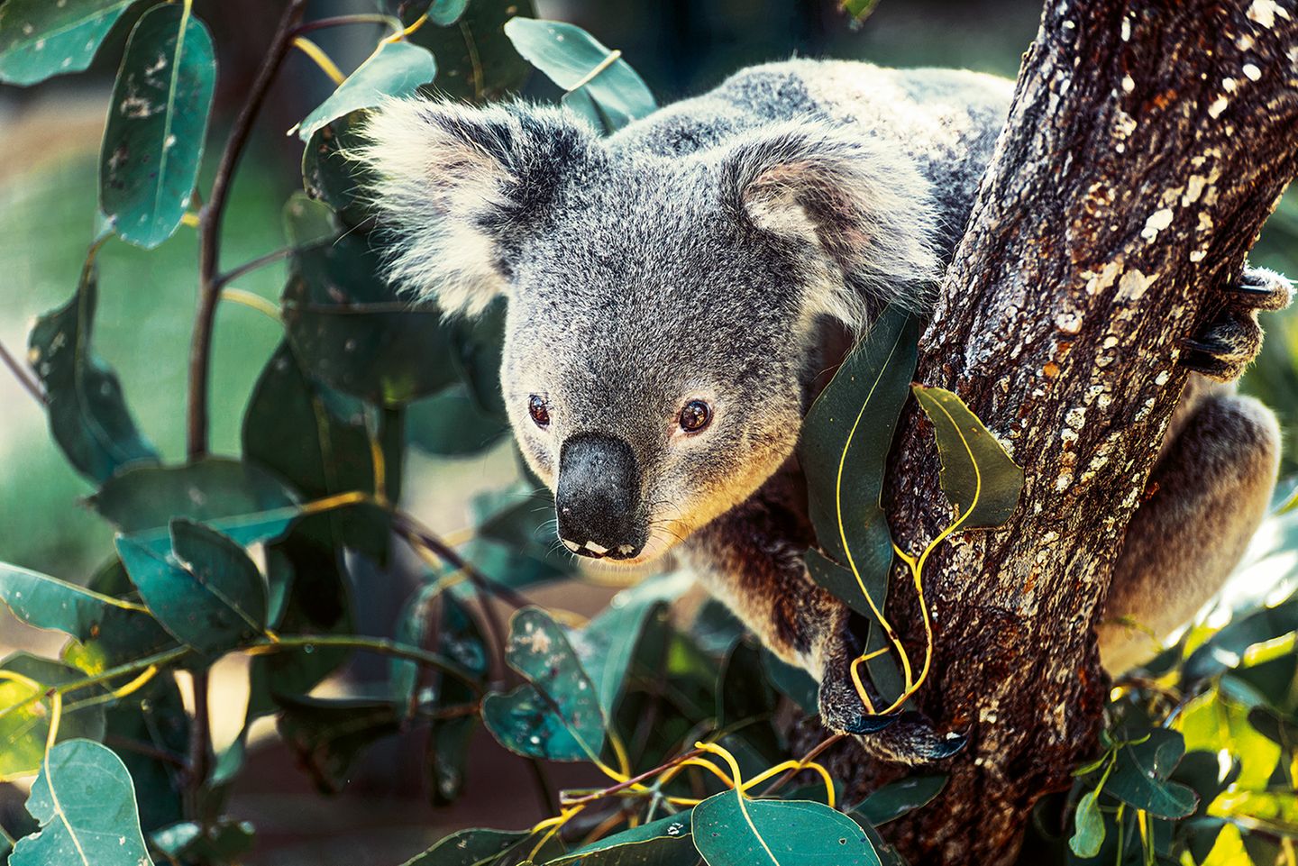 Koala in Queensland, Australien Koala, Queensland, Australien