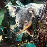 Koala, Queensland, Australien