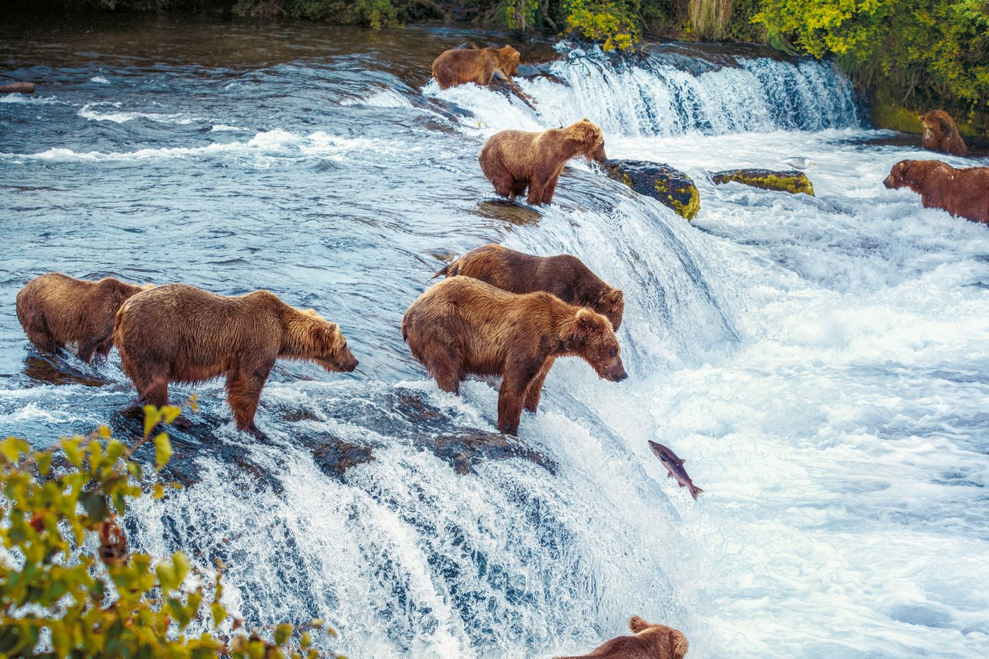 Braunbären an den Fällen des Brooks River, Alaska Fast scheint den Braunbären an den Fällen des Brooks River in Alaska der Leckerbissen ins Maul zu springen: ein Lachs, der wie unzählige seiner Artgenossen im Spätsommer stromaufwärts wandert, um in seinem angestammten Revier zu laichen. In dieser Zeit gehören Lachse zur Lieblingsspeise der Bären, dank ausgiebiger Fischmahlzeiten können sie sich Fett für den langen, entbehrungsreichen Winter anfressen