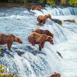 Fast scheint den Braunbären an den Fällen des Brooks River in Alaska der Leckerbissen ins Maul zu springen: ein Lachs, der wie unzählige seiner Artgenossen im Spätsommer stromaufwärts wandert, um in seinem angestammten Revier zu laichen. In dieser Zeit gehören Lachse zur Lieblingsspeise der Bären, dank ausgiebiger Fischmahlzeiten können sie sich Fett für den langen, entbehrungsreichen Winter anfressen