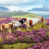 Frei durchstreifen diese Pferde die Heidelandschaft des Brecon-Beacons-Nationalparks in Wales. Echte Wildpferde sind sie dennoch nicht, sondern Nachfahren entlaufener und eigentlich domestizierter Tiere. Hier in den Bergen im Westen Großbritanniens kennen sie weder Sattel noch Trense, allerdings auch keinen schützenden Stall und keine Futterraufe