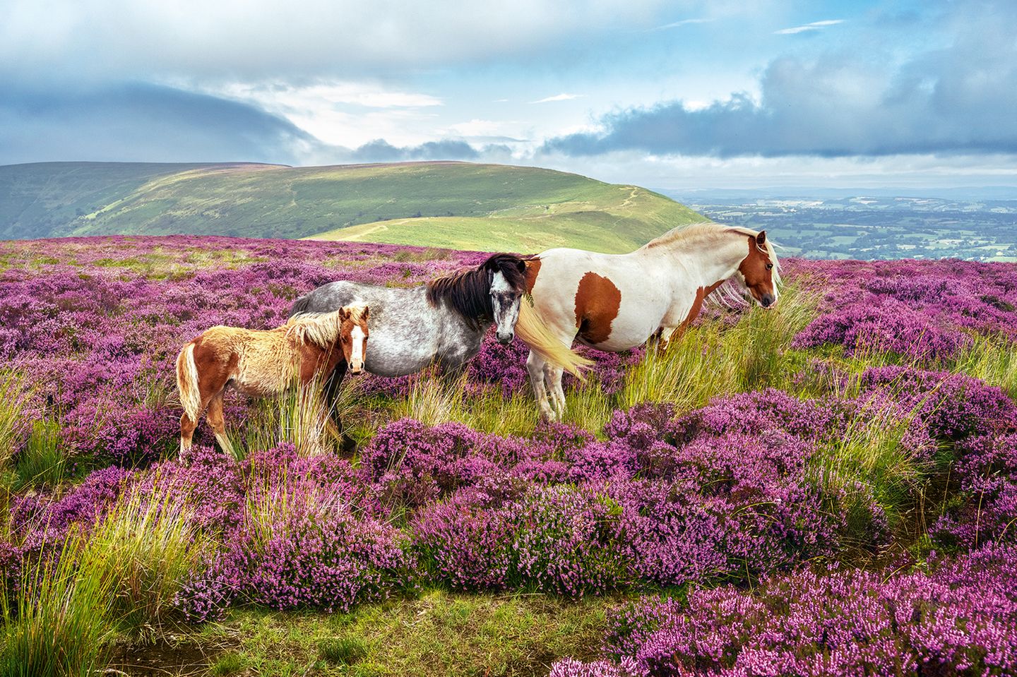Pferde im Brecon-Beacons-Nationalpark, Wales Frei durchstreifen diese Pferde die Heidelandschaft des Brecon-Beacons-Nationalparks in Wales. Echte Wildpferde sind sie dennoch nicht, sondern Nachfahren entlaufener und eigentlich domestizierter Tiere. Hier in den Bergen im Westen Großbritanniens kennen sie weder Sattel noch Trense, allerdings auch keinen schützenden Stall und keine Futterraufe