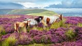 Frei durchstreifen diese Pferde die Heidelandschaft des Brecon-Beacons-Nationalparks in Wales. Echte Wildpferde sind sie dennoch nicht, sondern Nachfahren entlaufener und eigentlich domestizierter Tiere. Hier in den Bergen im Westen Großbritanniens kennen sie weder Sattel noch Trense, allerdings auch keinen schützenden Stall und keine Futterraufe
