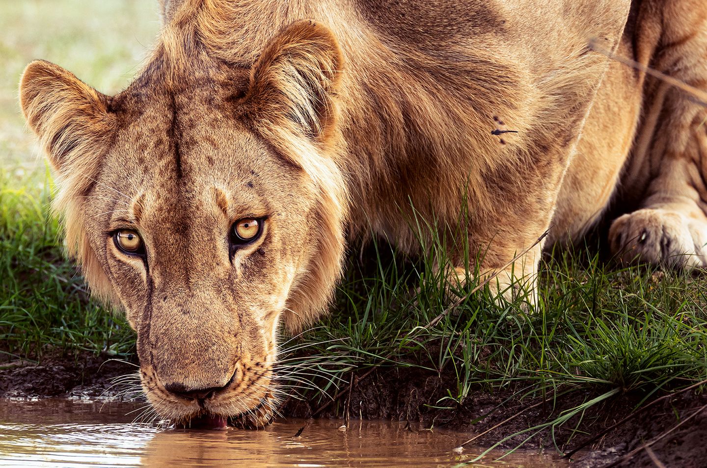 Junger westafrikainischer Löwe, Pendjari-Nationalpark, Benin Die junge Raubkatze stillt ihren Durst an einer Wasserstelle im Pendjari-Nationalpark in Benin. Sie gehört zur Unterart der Westafrikanischen Löwen, von denen nur noch wenige Hundert Exemplare überlebt haben. Es ist ein männliches Tier; doch anders als seine Verwandten im Süden und Osten des Kontinents schmücken sich die Angehörigen dieser Subspezies nicht mit einer prächtigen Mähne