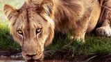 Die junge Raubkatze stillt ihren Durst an einer Wasserstelle im Pendjari-Nationalpark in Benin. Sie gehört zur Unterart der Westafrikanischen Löwen, von denen nur noch wenige Hundert Exemplare überlebt haben. Es ist ein männliches Tier; doch anders als seine Verwandten im Süden und Osten des Kontinents schmücken sich die Angehörigen dieser Subspezies nicht mit einer prächtigen Mähne
