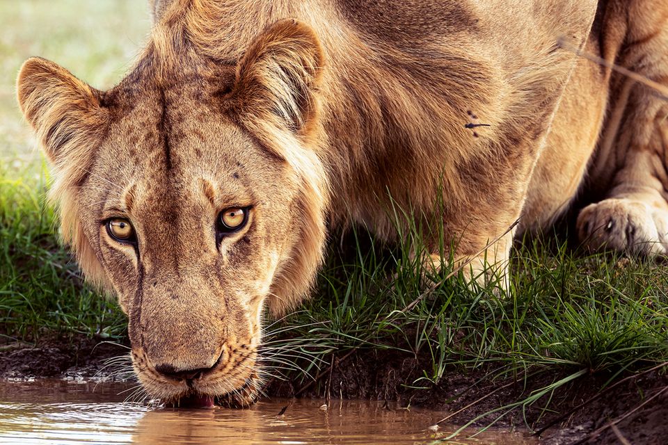 Die junge Raubkatze stillt ihren Durst an einer Wasserstelle im Pendjari-Nationalpark in Benin. Sie gehört zur Unterart der Westafrikanischen Löwen, von denen nur noch wenige Hundert Exemplare überlebt haben. Es ist ein männliches Tier; doch anders als seine Verwandten im Süden und Osten des Kontinents schmücken sich die Angehörigen dieser Subspezies nicht mit einer prächtigen Mähne  1.5083