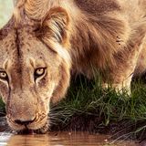 Die junge Raubkatze stillt ihren Durst an einer Wasserstelle im Pendjari-Nationalpark in Benin. Sie gehört zur Unterart der Westafrikanischen Löwen, von denen nur noch wenige Hundert Exemplare überlebt haben. Es ist ein männliches Tier; doch anders als seine Verwandten im Süden und Osten des Kontinents schmücken sich die Angehörigen dieser Subspezies nicht mit einer prächtigen Mähne
