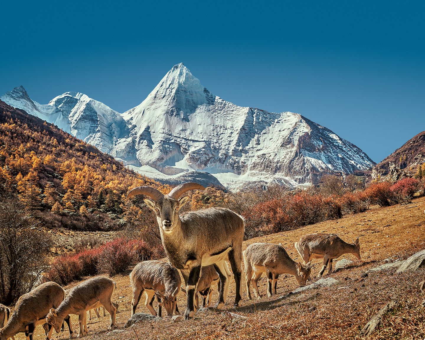 Grasende Blauschafe, Himalaya Blauschafe, Himalaya