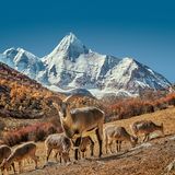 Blauschafe, Himalaya