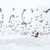 Dieses spektakuläre Bild von auffliegenden Kurzschnabelgänsen gelang dem Fotografen Terje Kolaas am norwegischen Trondheim-Fjord. Mehr als 80 000 der Vögel rasten hier regelmäßig auf ihrem Weg von den Überwinterungsgebieten in Dänemark und den Niederlanden hinauf ins arktische Spitzbergen. Kolaas setzte beim Fotografieren eine Drohne ein, so entstand die Aufnahme aus dem Inneren des Schwarms. Mit diesem Motiv wurde der Fotograf Gesamtsieger der "Drone Photo Awards"