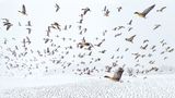 Dieses spektakuläre Bild von auffliegenden Kurzschnabelgänsen gelang dem Fotografen Terje Kolaas am norwegischen Trondheim-Fjord. Mehr als 80 000 der Vögel rasten hier regelmäßig auf ihrem Weg von den Überwinterungsgebieten in Dänemark und den Niederlanden hinauf ins arktische Spitzbergen. Kolaas setzte beim Fotografieren eine Drohne ein, so entstand die Aufnahme aus dem Inneren des Schwarms. Mit diesem Motiv wurde der Fotograf Gesamtsieger der "Drone Photo Awards"