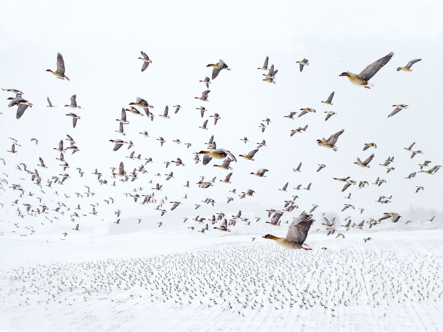 Dieses spektakuläre Bild von auffliegenden Kurzschnabelgänsen gelang dem Fotografen Terje Kolaas am norwegischen Trondheim-Fjord. Mehr als 80 000 der Vögel rasten hier regelmäßig auf ihrem Weg von den Überwinterungsgebieten in Dänemark und den Niederlanden hinauf ins arktische Spitzbergen. Kolaas setzte beim Fotografieren eine Drohne ein, so entstand die Aufnahme aus dem Inneren des Schwarms. Mit diesem Motiv wurde der Fotograf Gesamtsieger der "Drone Photo Awards"