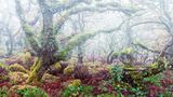 Nebel im mystischen Wistman’s Wood, England