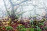 Nebel im mystischen Wistman’s Wood, England