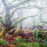 Nebel im mystischen Wistman’s Wood, England