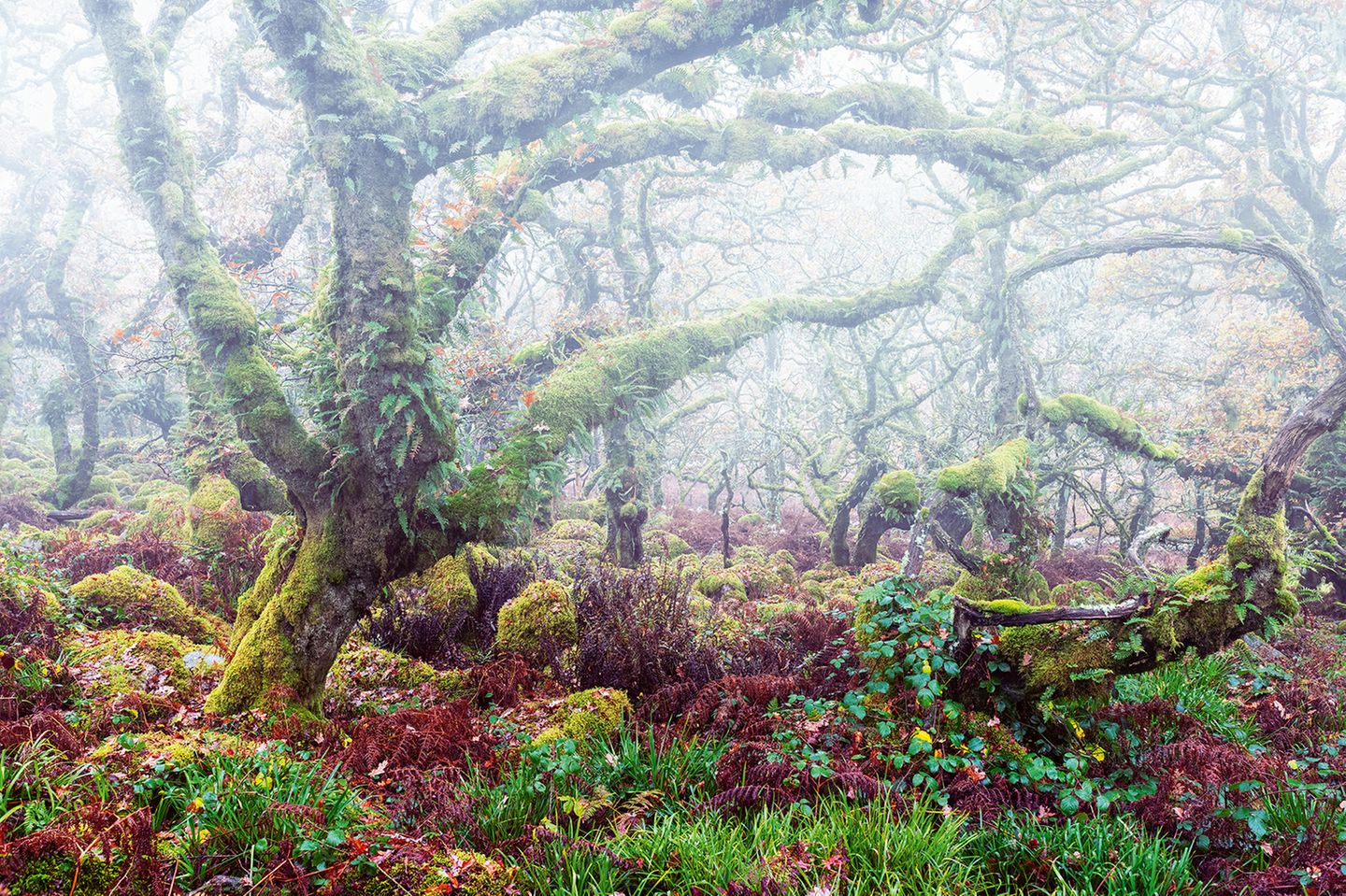 Wistman’s Wood, England Nebel im mystischen Wistman’s Wood, England