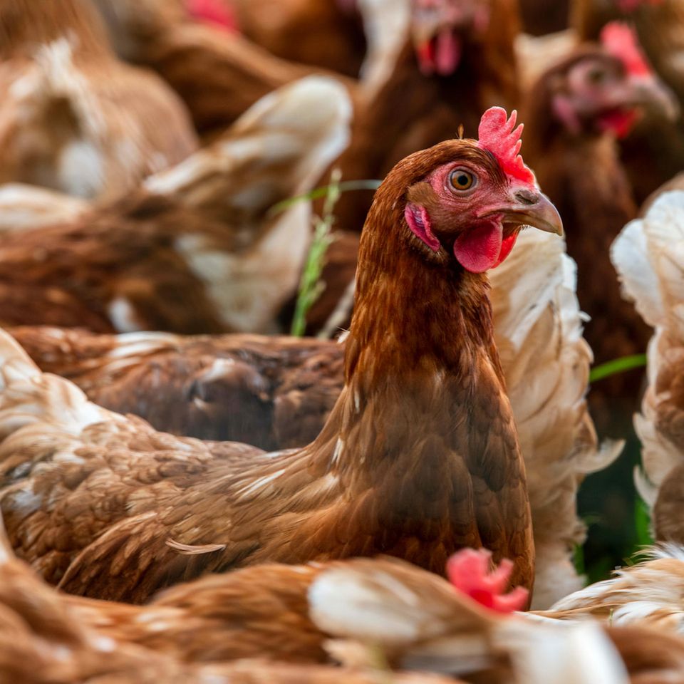Milliarden von Hühnern verlieren ihr Leben, ohne als Nahrungsmittel verzehrt zu werden. Aber auch Schweine, Rinder, Ziegen und Puten landen im Abfall