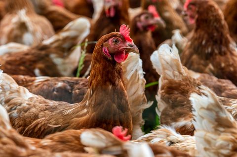 Milliarden von Hühnern verlieren ihr Leben, ohne als Nahrungsmittel verzehrt zu werden. Aber auch Schweine, Rinder, Ziegen und Puten landen im Abfall