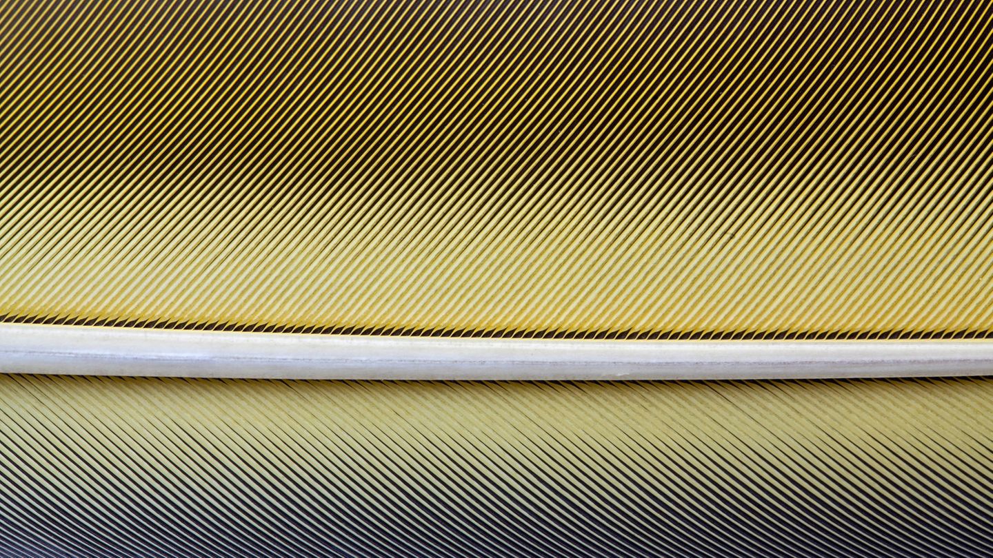 Von einem hohlen Schaft zweigen Äste ab, an denen winzige Zweige sitzen: die Strahlen. Wie ein Klettverschluss verbinden sich die Strahlen benachbarter Äste miteinander und bilden so die elastische und doch stabile Fahne (Gelbbrust-Ara)