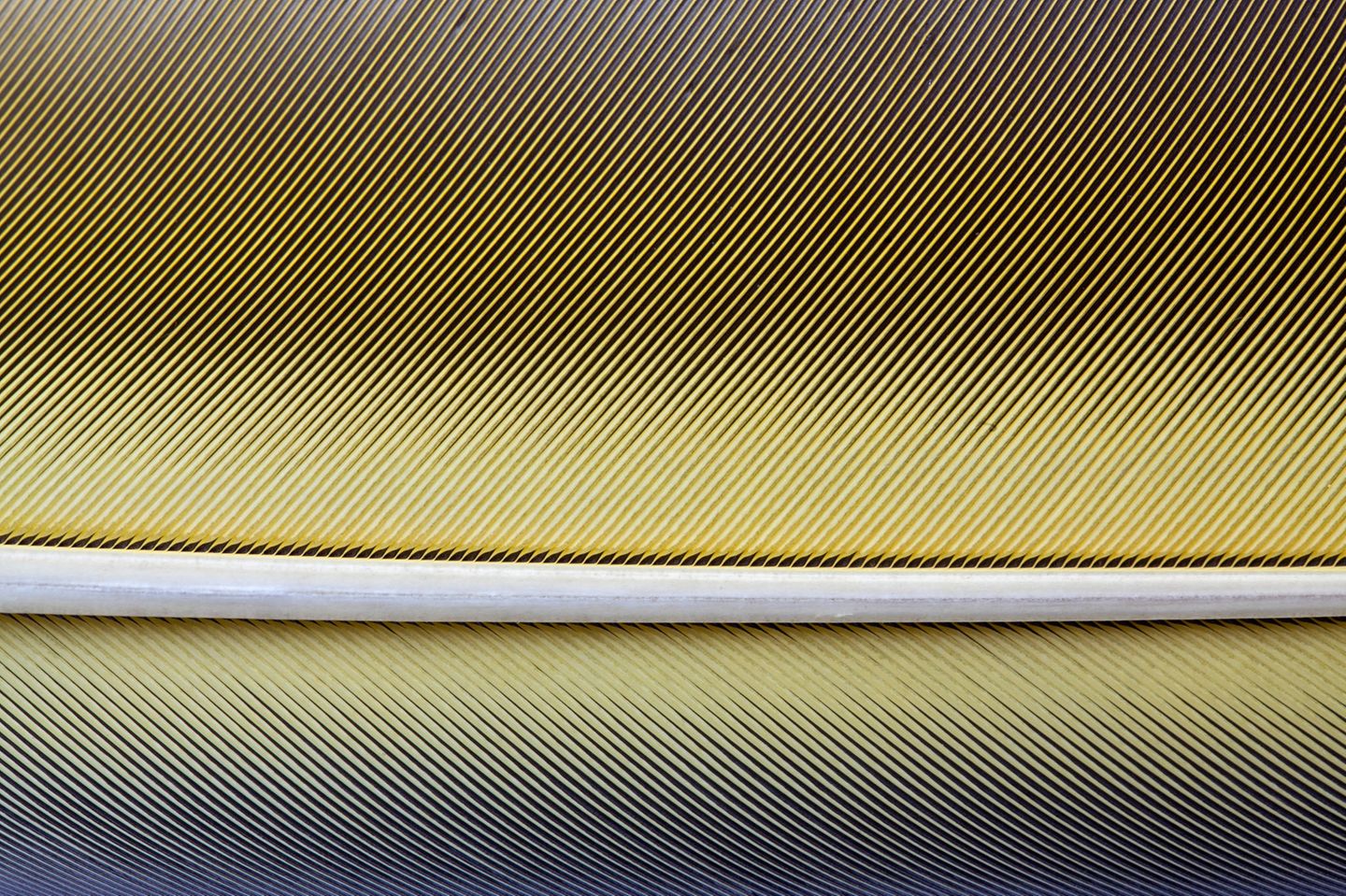 Von einem hohlen Schaft zweigen Äste ab, an denen winzige Zweige sitzen: die Strahlen. Wie ein Klettverschluss verbinden sich die Strahlen benachbarter Äste miteinander und bilden so die elastische und doch stabile Fahne (Gelbbrust-Ara)