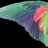 Papageienflügel