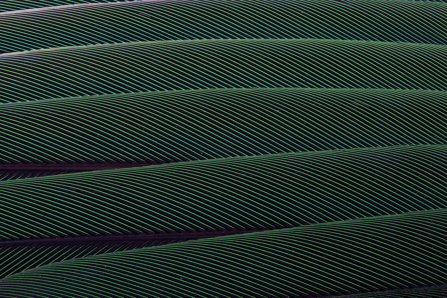 Federn eines Rotflügelsittichs