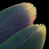 Federn eines Papageis
