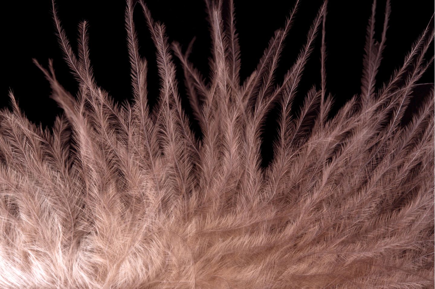 Verschiedene Bautypen Truthahnfedern