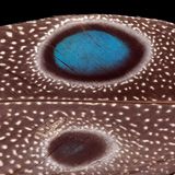 Feder mit schillerndem Auge