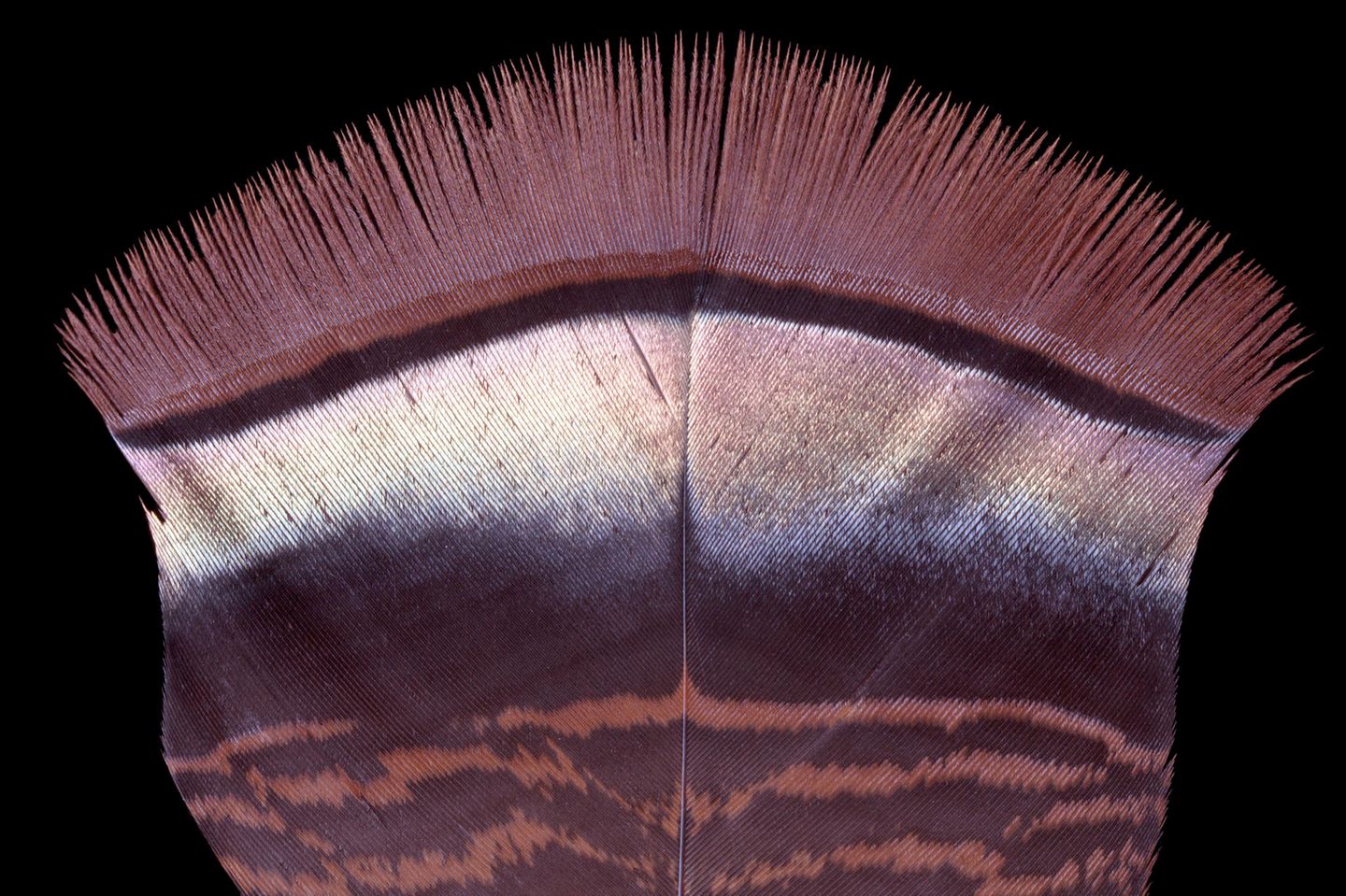 Glänzend gelöst Truthahnfeder