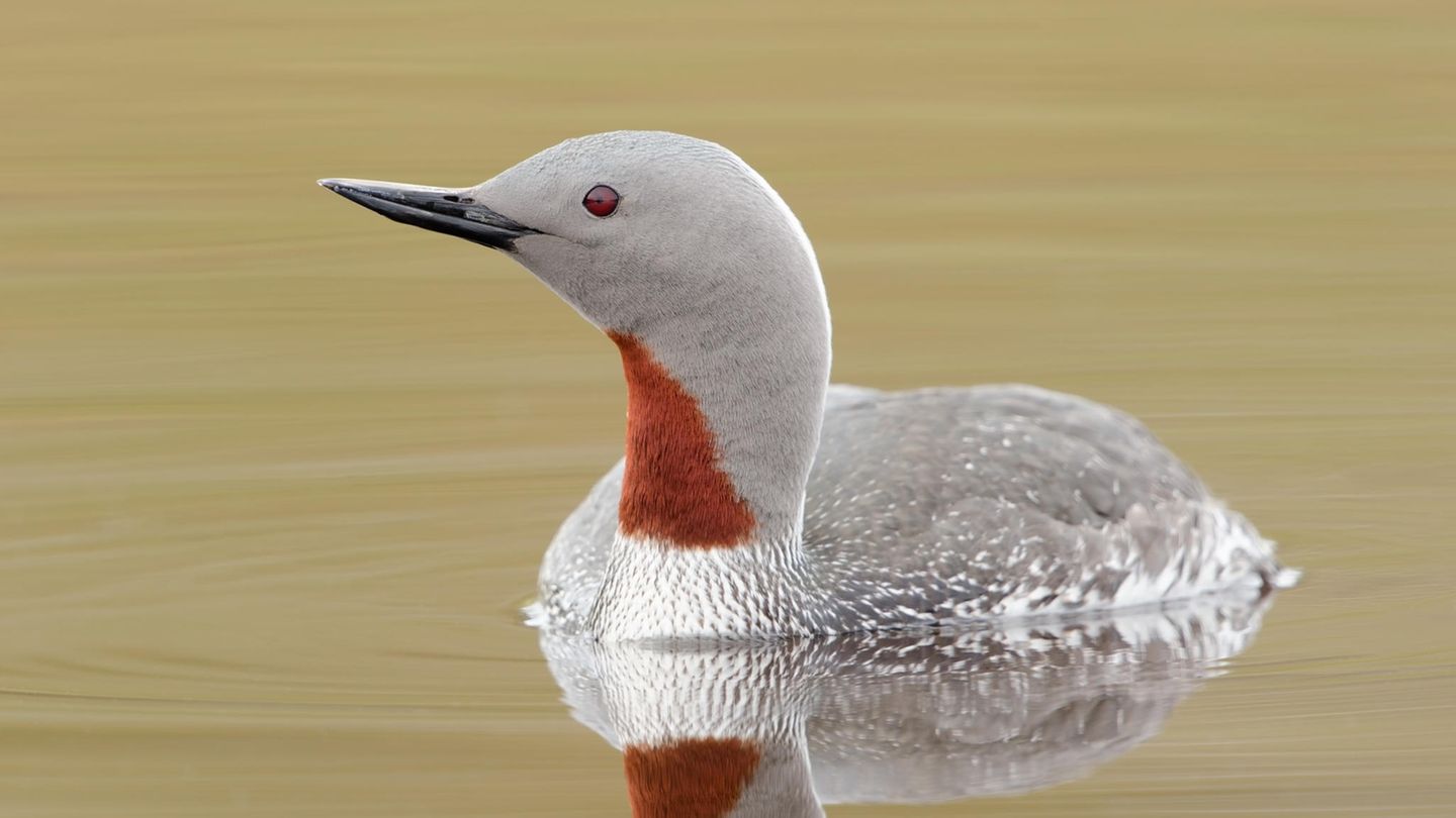 Im Prachtkleid glänzt der Sterntaucher mit einem zartgrauen Kopf und einer rostroten Kehle