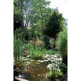 Bäume am See, dahinter Häuser