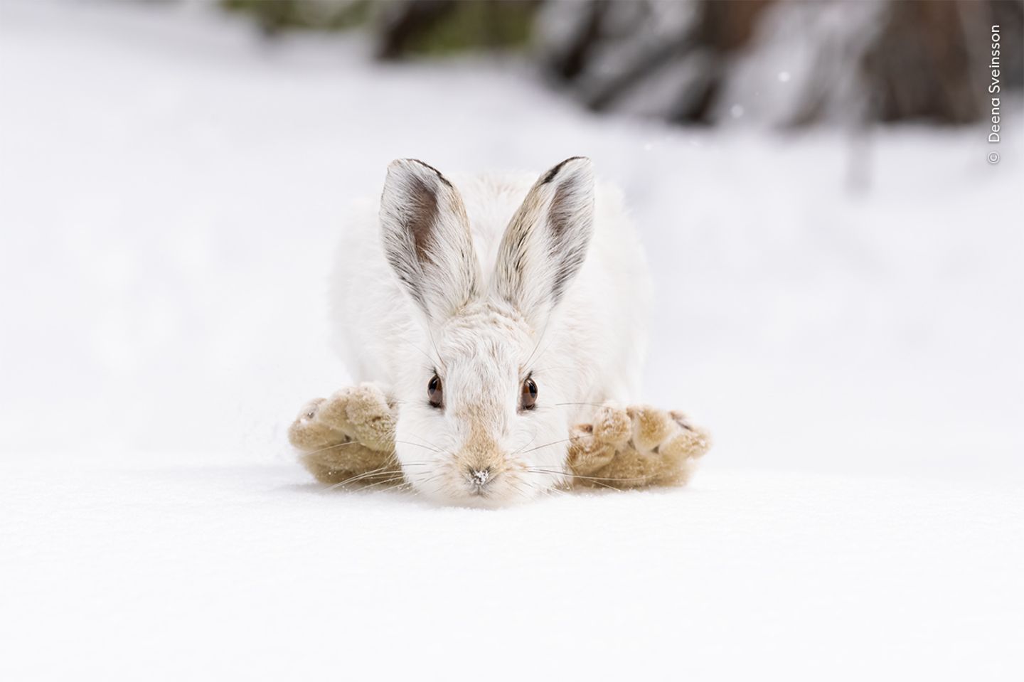 An einem Frühlingsmorgen entdeckte die Fotografin Deena Sveinsson diesen Schneeschuhhasen. Mit einer kurzen Verschlusszeit hielt sie genau den Moment fest, in dem der Hase vor dem Sprung seine großen Hinterfüße neben dem Kopf platziert. Die großen Füße verhindern, dass der Hase in den tiefen, weichen Schnee einsinkt – daher der Name der Art