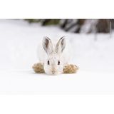 An einem Frühlingsmorgen entdeckte die Fotografin Deena Sveinsson diesen Schneeschuhhasen. Mit einer kurzen Verschlusszeit hielt sie genau den Moment fest, in dem der Hase vor dem Sprung seine großen Hinterfüße neben dem Kopf platziert. Die großen Füße verhindern, dass der Hase in den tiefen, weichen Schnee einsinkt – daher der Name der Art