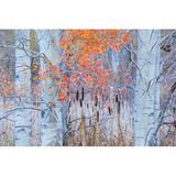 Ein kleines Kunstwerk ist diese Komposition aus Zitterpappeln und Rohrkolben, gesehen von Uge Fuertes Sanz in der Sierra de Albarracín, Spanien