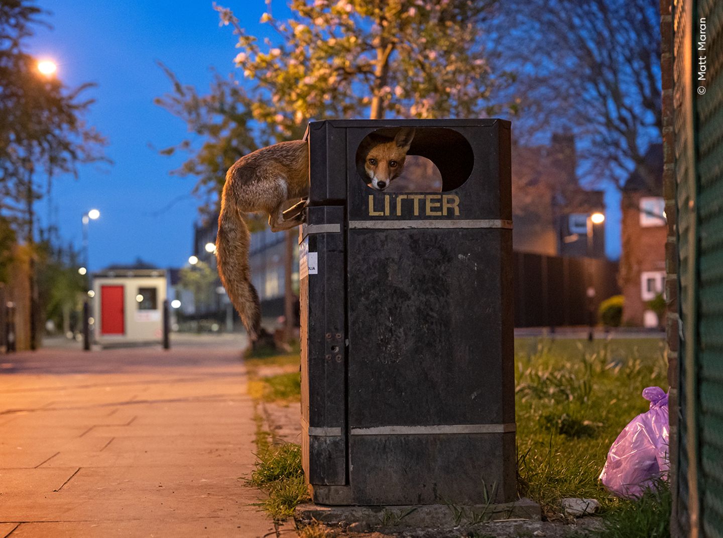 Montagabend, kurz vor der wöchentlichen Müllabfuhr, sucht ein Rotfuchs in einer Mülltonne nach Essbarem. Zwei Monate lang hatte der Fotograf Matt Maran das schlaue Tier zuvor beobachtet