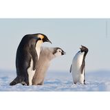 Adélie-Pinguine sind Opportunisten, die nicht nur selbst auf die Jagd nach Fisch gehen. Stefan Christmann dokumentierte in der Atka-Bucht (Antarktis) den Versuch eines Adélie-Pinguins, bei der Fütterung eines Kaiserpinguin-Kükens auf bequemere Weise an Futter zu gelangen