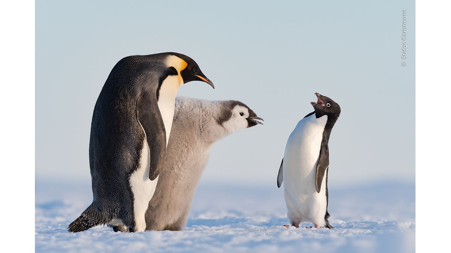 Adélie-Pinguine sind Opportunisten, die nicht nur selbst auf die Jagd nach Fisch gehen. Stefan Christmann dokumentierte in der Atka-Bucht (Antarktis) den Versuch eines Adélie-Pinguins, bei der Fütterung eines Kaiserpinguin-Kükens auf bequemere Weise an Futter zu gelangen