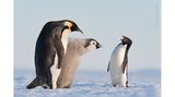 Adélie-Pinguine sind Opportunisten, die nicht nur selbst auf die Jagd nach Fisch gehen. Stefan Christmann dokumentierte in der Atka-Bucht (Antarktis) den Versuch eines Adélie-Pinguins, bei der Fütterung eines Kaiserpinguin-Kükens auf bequemere Weise an Futter zu gelangen