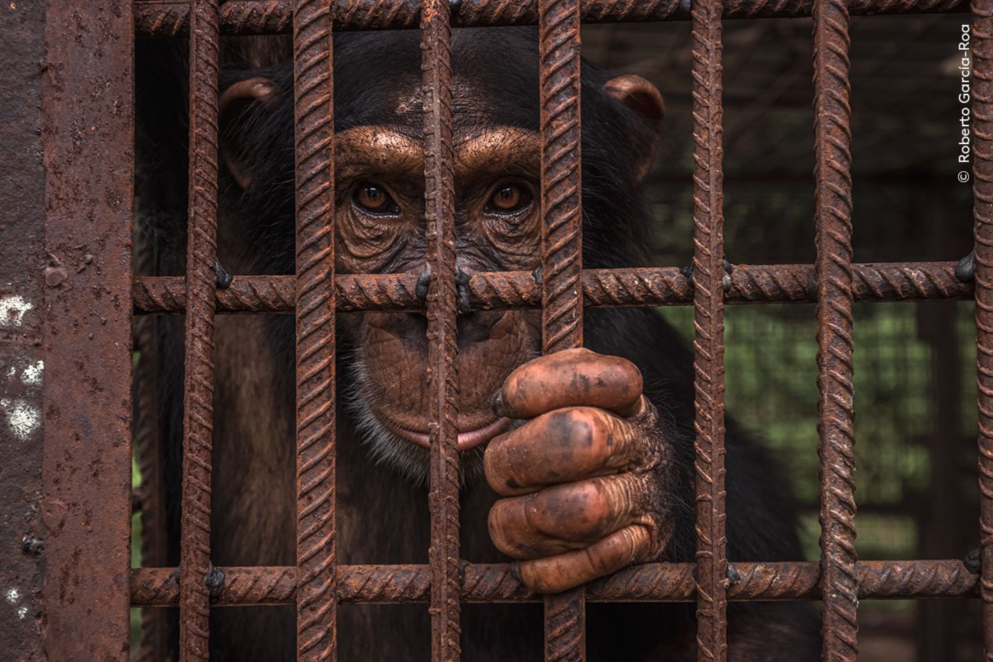 Dieses Porträt gelang Roberto García-Roa in einem Schimpansen-Schutzzentrum in der Republik Guinea. Das Zentrum beherbergt verwaiste Schimpansen, die vor dem Verkauf als Haustiere gerettet wurden