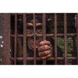 Dieses Porträt gelang Roberto García-Roa in einem Schimpansen-Schutzzentrum in der Republik Guinea. Das Zentrum beherbergt verwaiste Schimpansen, die vor dem Verkauf als Haustiere gerettet wurden