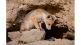 Am Fuß der Berge Judäas in Israel gelang Ayala Fishaimer diese Aufnahme von einem jungen Rotfuchs mit seinem Opfer, einer Spitzmaus