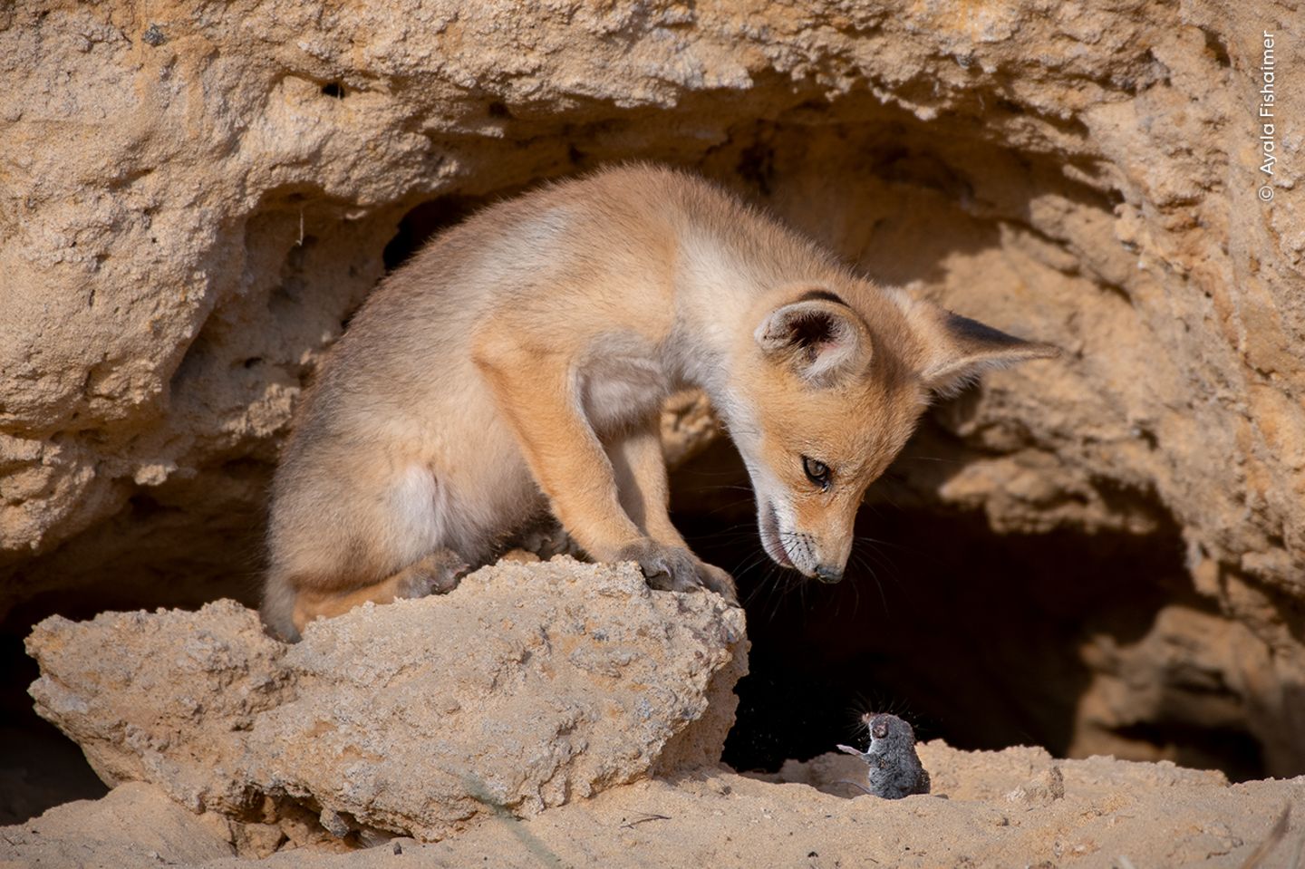 Am Fuß der Berge Judäas in Israel gelang Ayala Fishaimer diese Aufnahme von einem jungen Rotfuchs mit seinem Opfer, einer Spitzmaus
