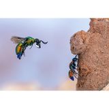 Goldwespen parasitieren an der Brut von anderen Insekten. Hier macht sich eine Goldwespe daran, mit einem Tropfen Wasser den Lehm, in das Nest einer Mauerbiene verschließt, aufzuweichen. Sie wird dann ein eigenes Ei hinein – und die Larve ernährt sich von den Larven des Wirts. Frank Deschandol gelang dieser Schnappschuss in der Nähe von Montpellier, Frankreich