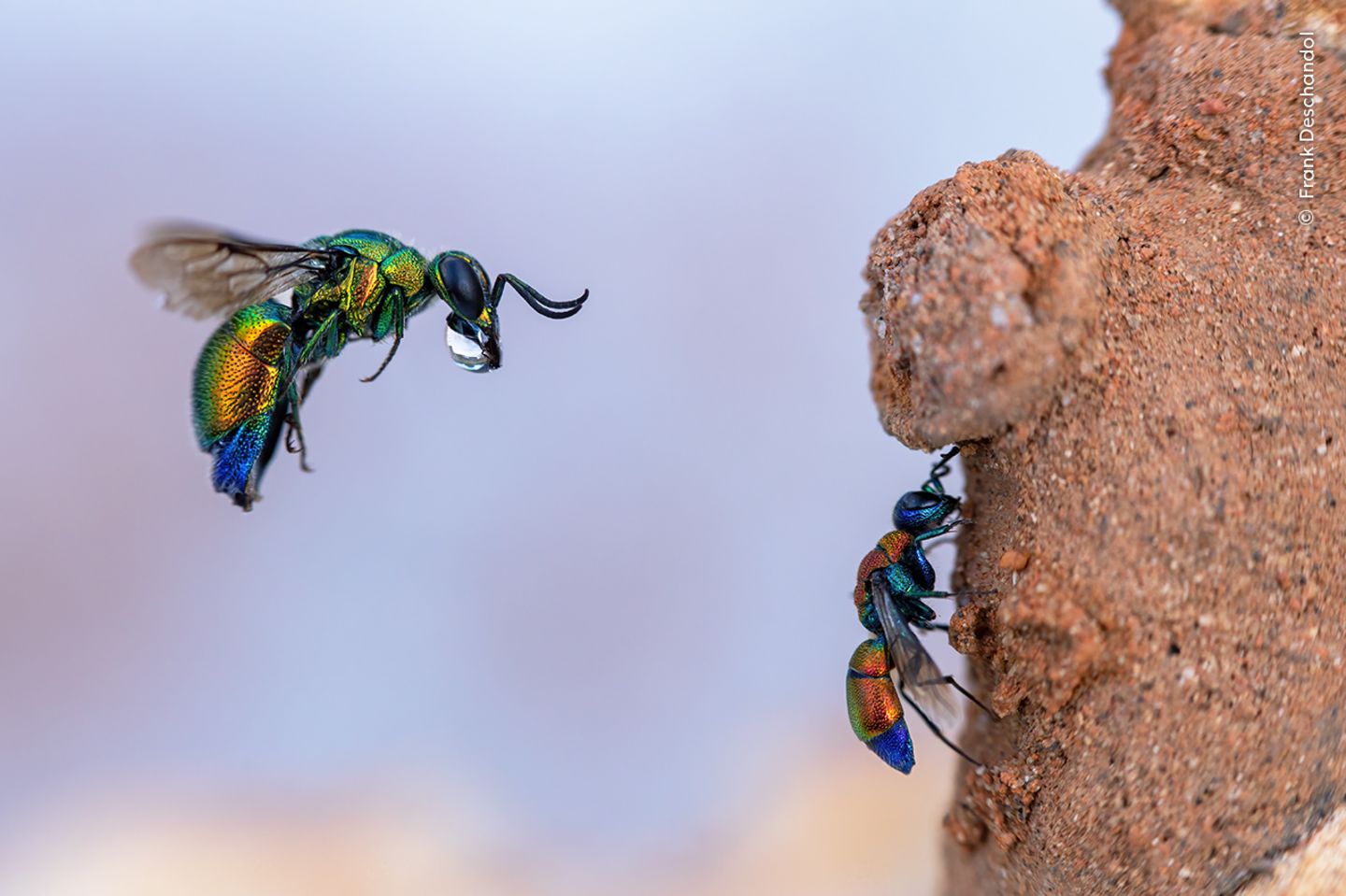 Goldwespen parasitieren an der Brut von anderen Insekten. Hier macht sich eine Goldwespe daran, mit einem Tropfen Wasser den Lehm, in das Nest einer Mauerbiene verschließt, aufzuweichen. Sie wird dann ein eigenes Ei hinein – und die Larve ernährt sich von den Larven des Wirts. Frank Deschandol gelang dieser Schnappschuss in der Nähe von Montpellier, Frankreich