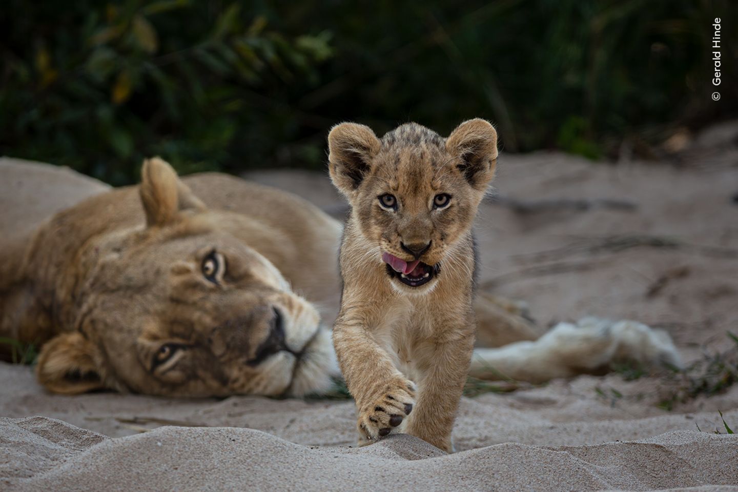 Krüger-Nationalpark, Südafrika: Unter den wachsamen Augen seiner Mutter nähert sich ein Löwenjunges dem Fahrzeug des Fotografen Gerald Hinde. Die größte Gefahr für die Kleinen sind nicht Leoparden oder Hyänen – sondern eindringende männliche Löwen