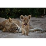 Krüger-Nationalpark, Südafrika: Unter den wachsamen Augen seiner Mutter nähert sich ein Löwenjunges dem Fahrzeug des Fotografen Gerald Hinde. Die größte Gefahr für die Kleinen sind nicht Leoparden oder Hyänen – sondern eindringende männliche Löwen