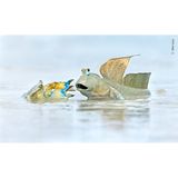 Eine Krabbe ist in das Territorium eines Schlammspringers eingedrungen. Der fordert den Eindringling heraus und versucht, ihn mit einer Drohgebärde zu verscheuchen. Die Aufnahme von Ofer Levy entstand in den Mangroven von Roebuck Bay, Australien